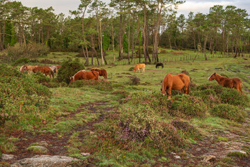 Curro de Forgoselo: mountains, extensive livestock farming, nature hikes, walks among cows and horses, enjoying the views. Once a year, the horses gather to have their manes trimmed.
