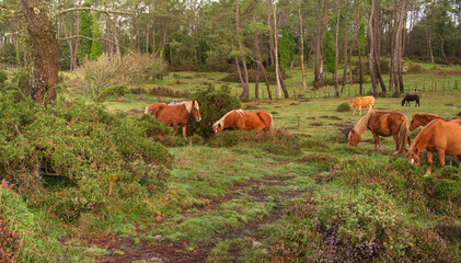 Curro de Forgoselo: mountains, extensive livestock farming, nature hikes, walks among cows and horses, enjoying the views. Once a year, the horses gather to have their manes trimmed.