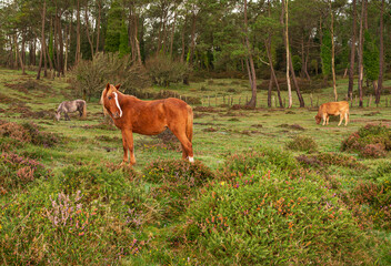 Curro de Forgoselo: mountains, extensive livestock farming, nature hikes, walks among cows and horses, enjoying the views. Once a year, the horses gather to have their manes trimmed.