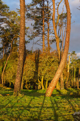 Curro de Forgoselo: mountains, extensive livestock farming, nature hikes, walks among cows and horses, enjoying the views. Once a year, the horses gather to have their manes trimmed.
