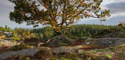 Curro de Forgoselo: mountains, extensive livestock farming, nature hikes, walks among cows and horses, enjoying the views. Once a year, the horses gather to have their manes trimmed.