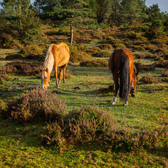 Curro de Forgoselo: mountains, extensive livestock farming, nature hikes, walks among cows and horses, enjoying the views. Once a year, the horses gather to have their manes trimmed.