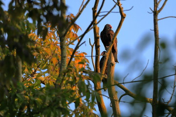 Turkey vultures roosting in trees at the start of the fall season