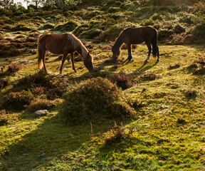 Curro de Forgoselo: mountains, extensive livestock farming, nature hikes, walks among cows and horses, enjoying the views. Once a year, the horses gather to have their manes trimmed.