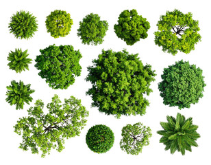 Overhead view of various leafy, green tree-like foliage arrangements against a dark backdrop