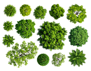 Overhead view of various leafy, green tree-like foliage arrangements against a dark backdrop