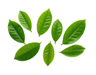 Eight glossy green leaves, scattered on a black background, creating a visual composition