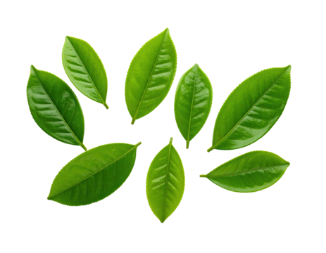 Eight glossy green leaves, scattered on a black background, creating a visual composition - Powered by Adobe