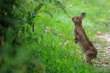 Adorable eastern cottontail rabbit stretches on its hind legs to reach its next snack