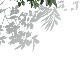 Silhouetted leaves against a black background, with some green foliage at the top