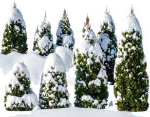 Winter landscape featuring several evergreen trees heavily laden with fresh snow