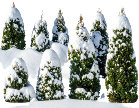 Winter landscape featuring several evergreen trees heavily laden with fresh snow - Powered by Adobe