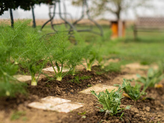 Fennel