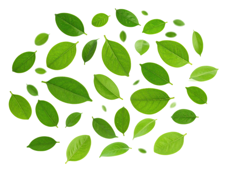 Isolated verdant leaves, artfully arranged on a dark background, offering a refreshing aesthetic