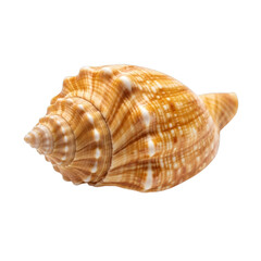 Orange and White Striped Seashell isolated on a transparent background marine ocean