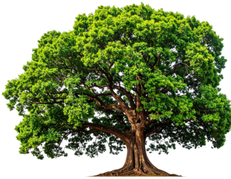 Majestic mature tree with lush green leaves and a thick trunk, isolated on a transparent background - Powered by Adobe
