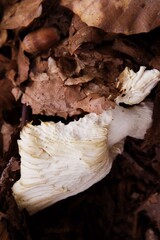 Autumn walk in Swalmen, Netherlands with Fungus  in the forest