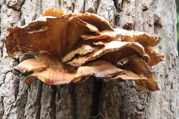 Autumn walk in Swalmen, Netherlands with Fungus  in the forest