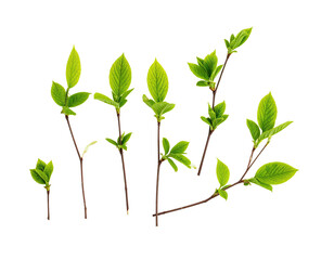 Naklejka premium Isolated fresh green leaves on thin brown stems, artfully arranged against a black background