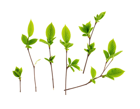 Isolated fresh green leaves on thin brown stems, artfully arranged against a black background