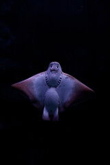 エイ, 水族館, 海, water, 深海