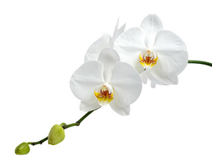 Plakat Isolated close-up of white phalaenopsis orchids with yellow and orange centers, stem, and buds
