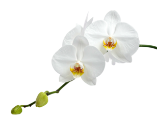Isolated close-up of white phalaenopsis orchids with yellow and orange centers, stem, and buds
