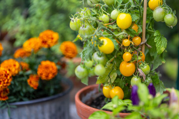 Potted cherry tomatoes ripening on a shelf in a greenhouse.