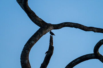 Small Birds Perched on Broken Tree Stump Framed by Curved Branches