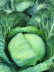 Young cabbage grows in the garden. Harvest organic cabbage	