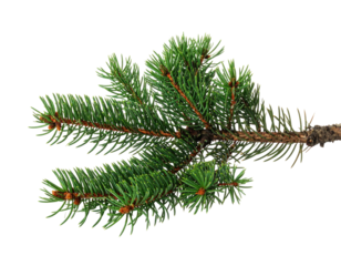 Close-up shot of a green fir branch with needles and a brown stem, against black background