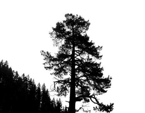 Silhouetted, tall evergreen tree and forest against a dark, black background