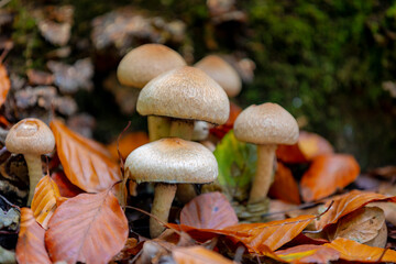 Selective of wild mushrooms in forest with green moss and orange brown leaves, Lacrymaria lacrymabunda commonly known as the weeping widow mushroom is a species of fungus in the family Psathyrellaceae