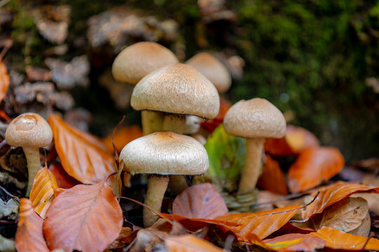 Selective of wild mushrooms in forest with green moss and orange brown leaves, Lacrymaria lacrymabunda commonly known as the weeping widow mushroom is a species of fungus in the family Psathyrellaceae