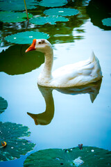 White Goose and Reflection among Lotus Leaves