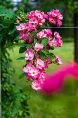 Pink Climbing Roses in Bloom on Garden Fence