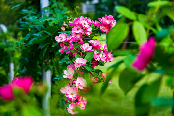 Pink Climbing Roses in Bloom on Garden Fence
