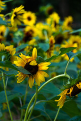 Sunflower Field under Summer Sunshine in Xinjiang, China