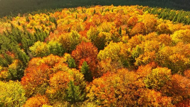 Aerial view colorful forest mountain travel scenic morning summer sun