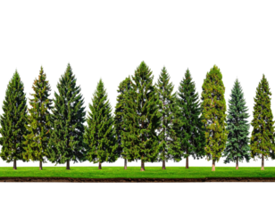 A row of green fir trees stand on a grassy knoll with soil beneath them, against black