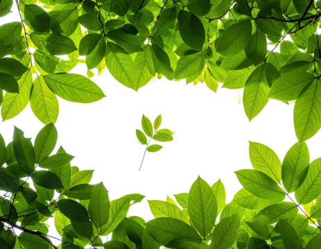 A lush frame of bright green foliage surrounds a black void, highlighting a central sprig
