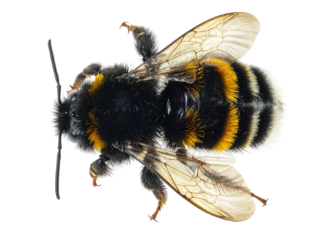 Overhead shot of a bumblebee, displaying its fuzzy body, striped abdomen, and translucent wings