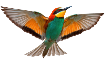 Exotic Bee-eater in Flight: A vibrant bee-eater displays its breathtaking wingspan in mid-flight, showcasing its striking plumage and poised against a pristine backdrop.
