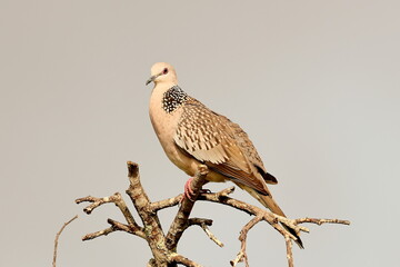 Birds of SL