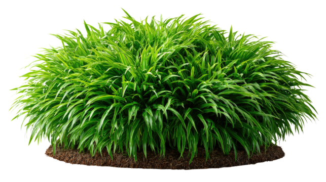 Lush Green Bush: A vibrant and full green bush bursts with life, its long, slender leaves reaching outward. This image encapsulates freshness and nature's beauty.