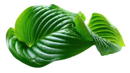 Nature's Embrace: A close-up of a vibrant green hosta leaf, showcasing the intricate veins and textures, evokes a sense of tranquility and natural beauty.