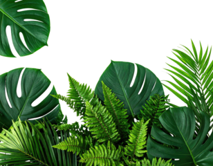 Lush green tropical foliage, featuring various leaves, arranged on a black background