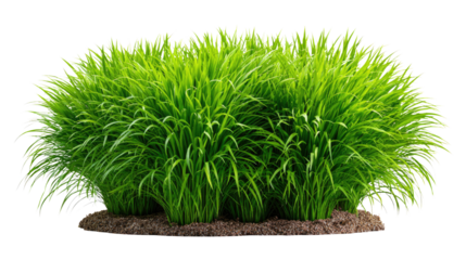 Vibrant Bush of Lush Green Grass: A flourishing bush of bright green grass stands out, its individual blades reaching towards the sky, embodying the vitality of a vibrant landscape