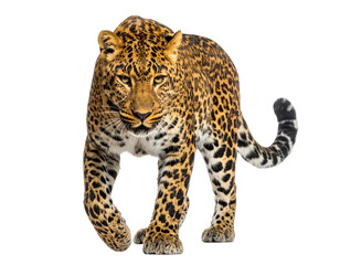 Obraz premium A frontal view of a leopard walking with confident stride; its patterned fur stands out