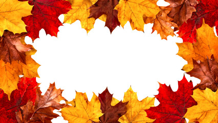 Close-up of autumn leaves. Yellow. Autumn foliage. Copy space.